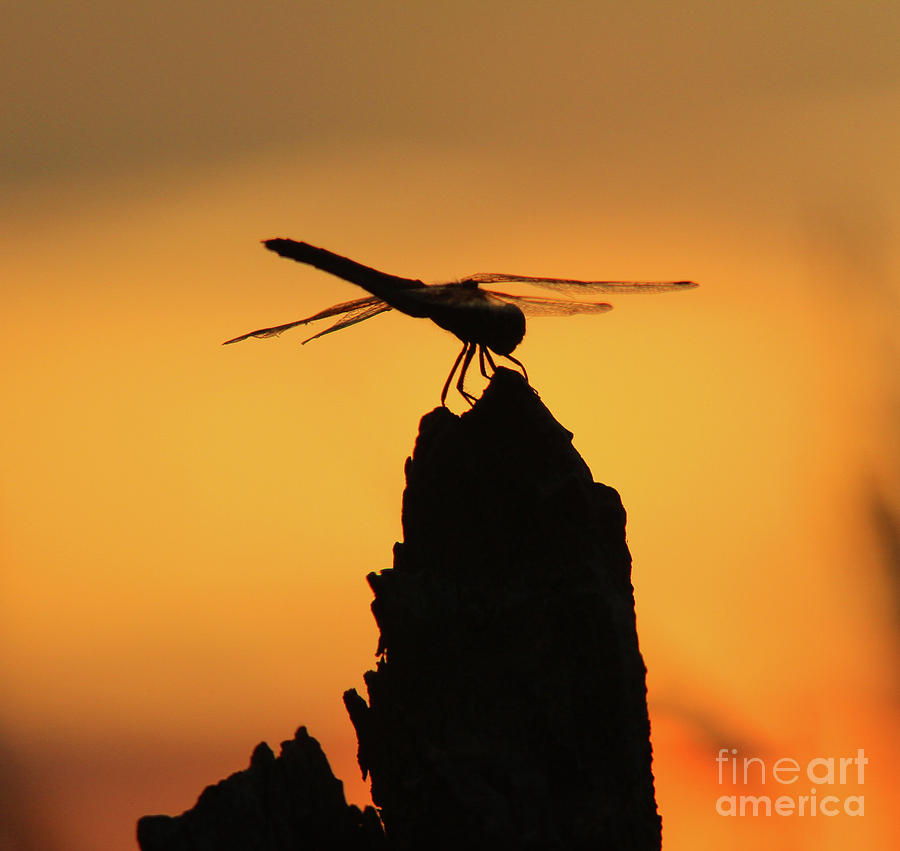 Dragonfly Sunset Photograph by Gary Wing