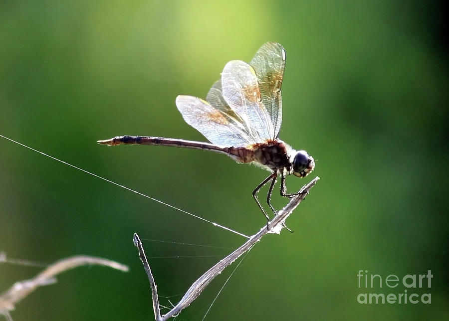 Dragonfly Sunshine Photograph by Carol Groenen