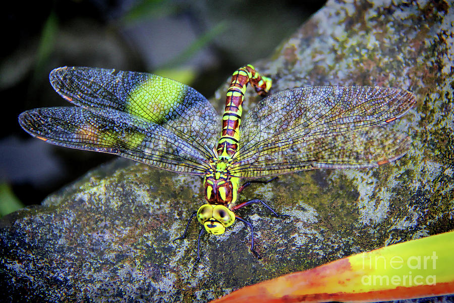Up Movie Photograph - Dragonfly Surprise by Mariola Bitner
