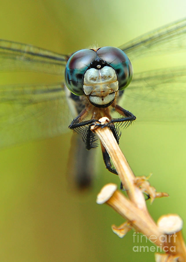 Dragonfly Photograph by Susan Cliett