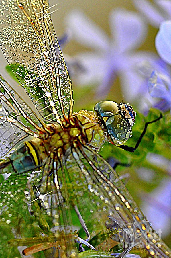 Dragonfly Photograph by Sylvie Leandre