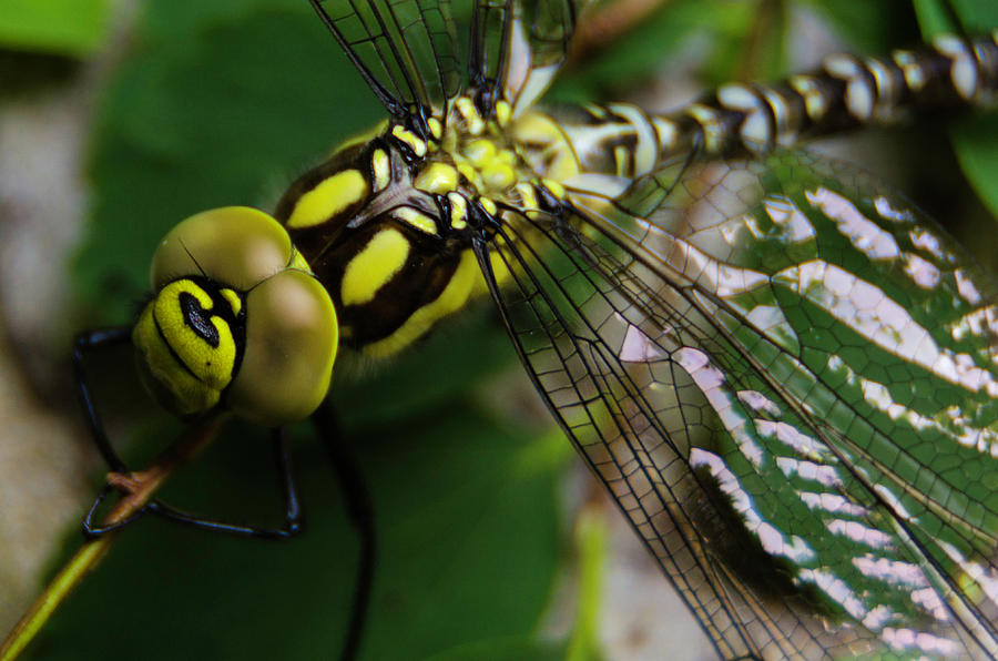 Dragonfly takes a break Photograph by Wolfgang Stocker