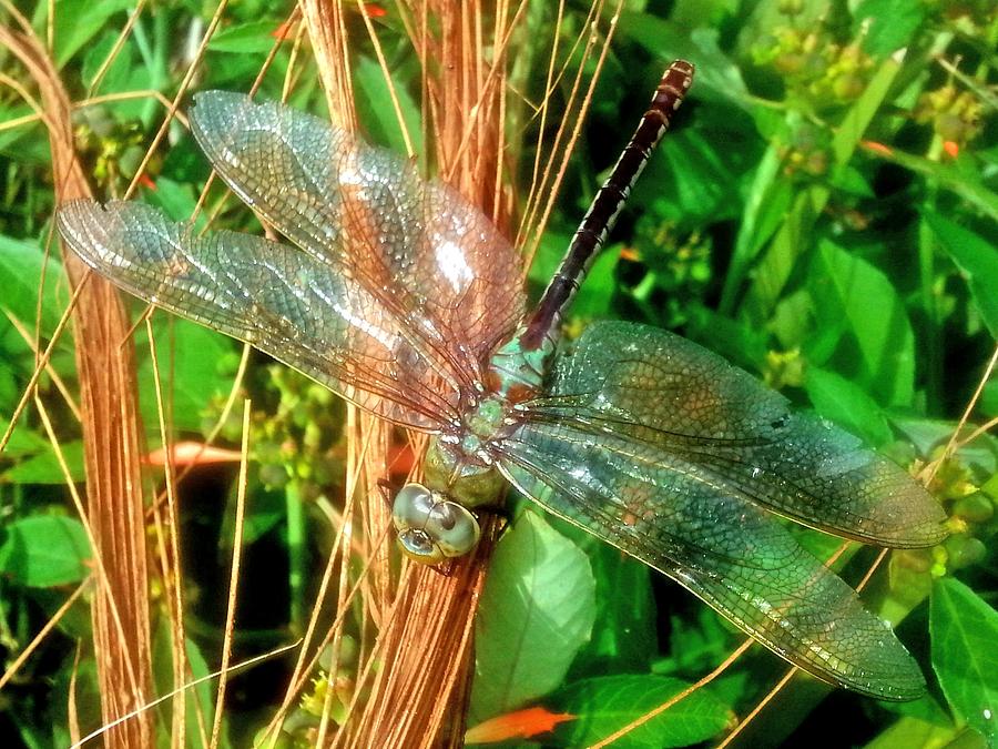 Dragonfly Photograph by Terry Burgess