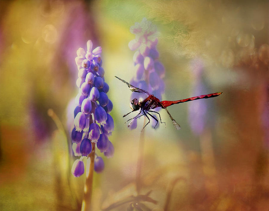 Dragonfly thru the Hyacinths Print Photograph by Gwen Gibson