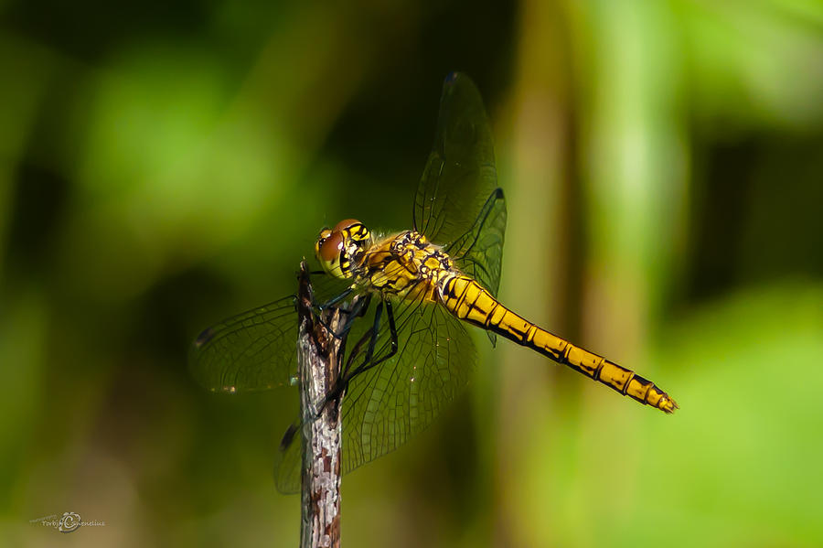 Dragonfly Photograph by Torbjorn Swenelius