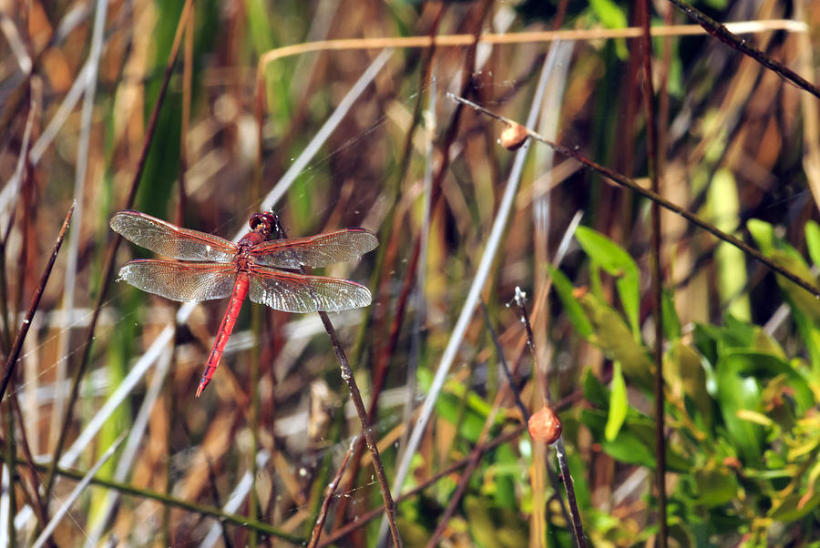 Dragonfly Photograph by Travis Rogers