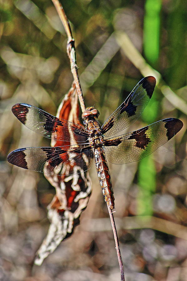 Dragonfly Two Photograph by Daniel Koglin