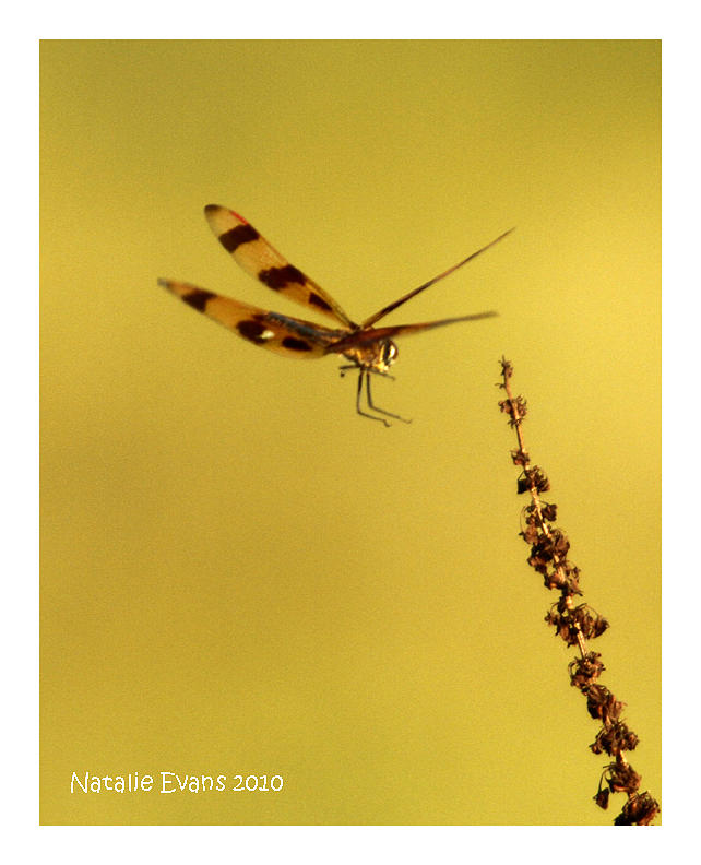 Dragonfly Photograph - Dragonfly Two by Natalie Evans