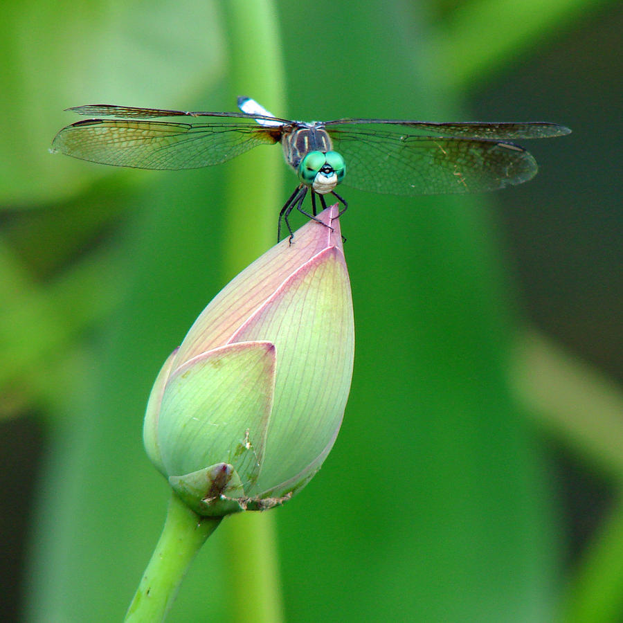 Dragonfly VA 1 Photograph by Diana Douglass