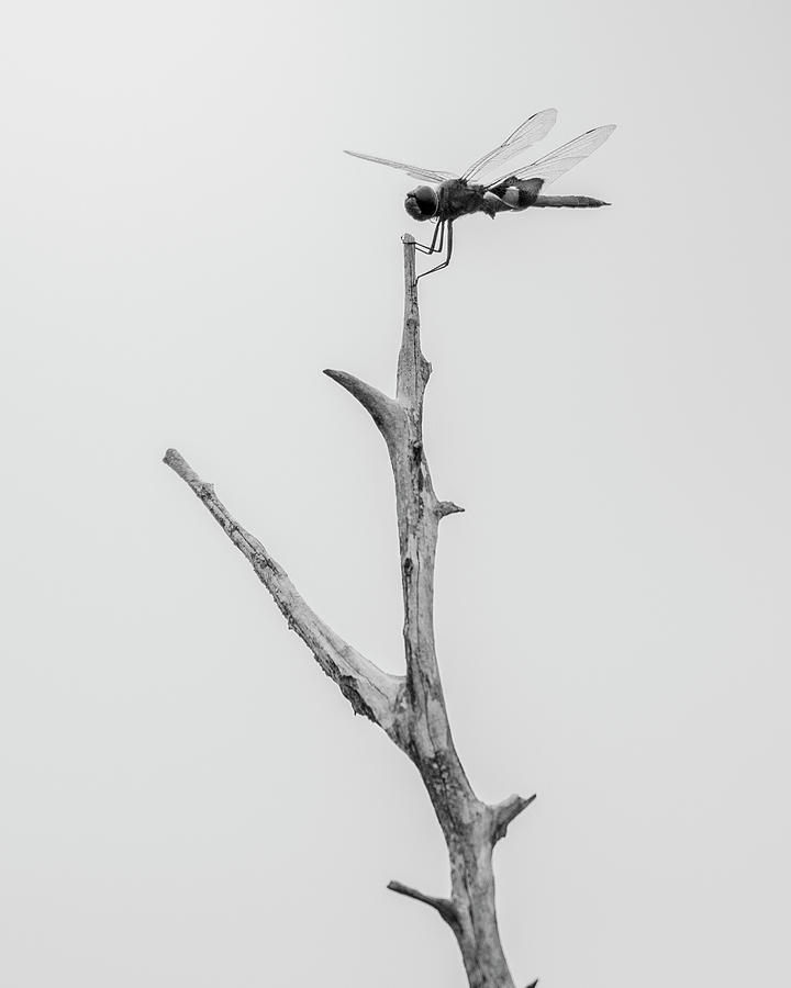 Dragonfly Photograph by Valerie Cason