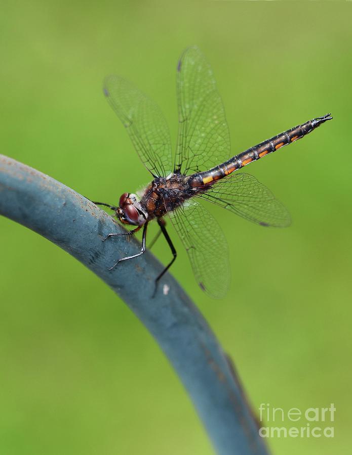 Dragonfly Visitor Photograph by Cindy Manero