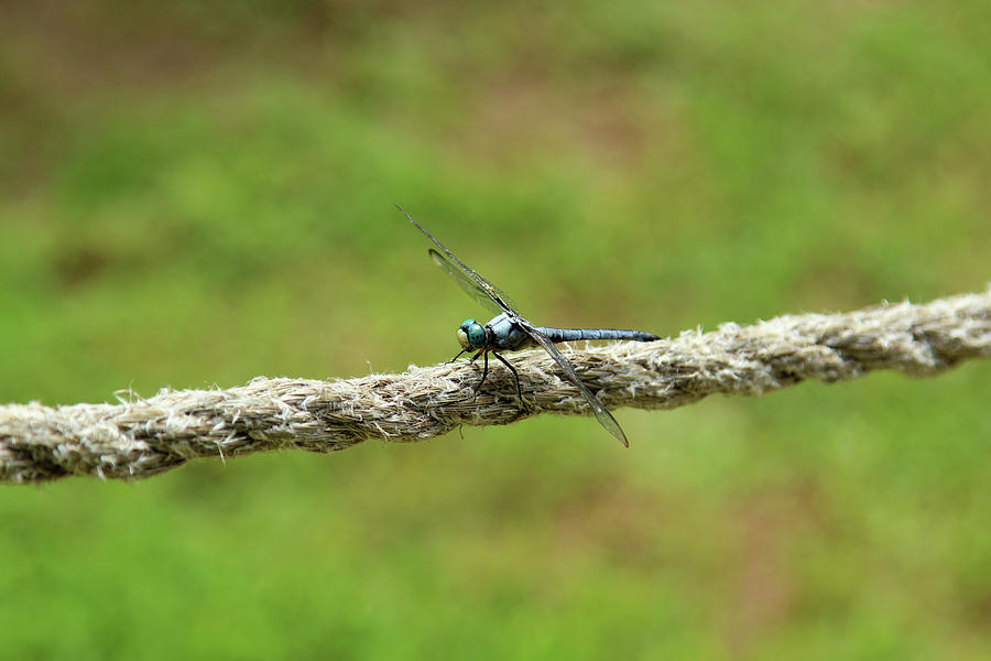Dragonfly walking the Tightrope Photograph by David Stasiak