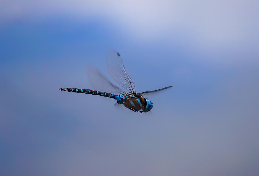 Dragonfly Photograph by Wayne Enslow
