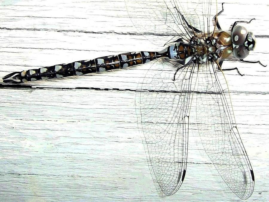 Dragonfly Photograph by Will Borden