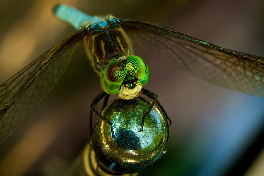 Dragonfly Photograph by William Jobes