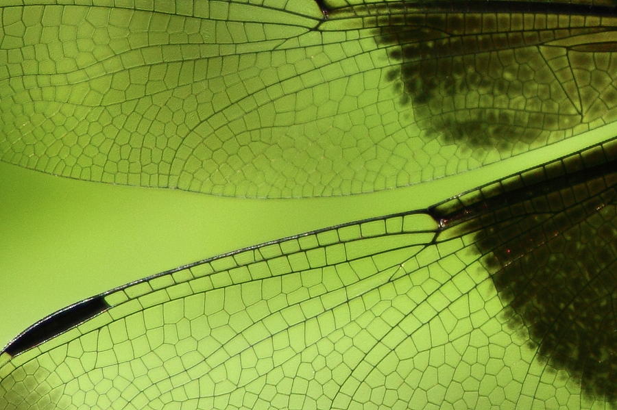 Dragonfly Wings Photograph by Bruce J Robinson