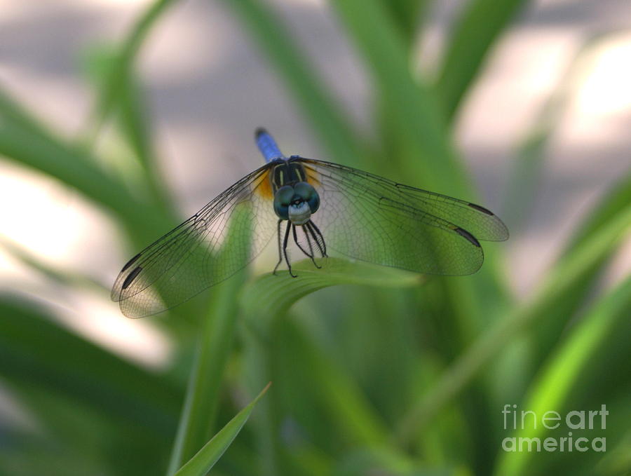 Dragon Photograph - Dragonfly Wit An Attitude by Debbie May
