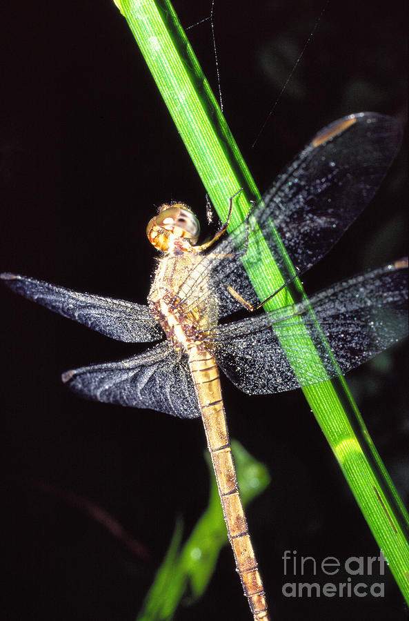 Dragonfly with Dew Photograph by Thomas R Fletcher