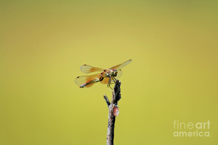 Dragonfly with Me Photograph by Marcel Stevahn