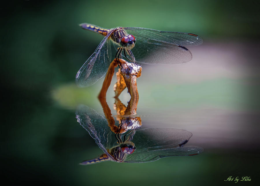 Dragonfly with reflection Photograph by Lilia S