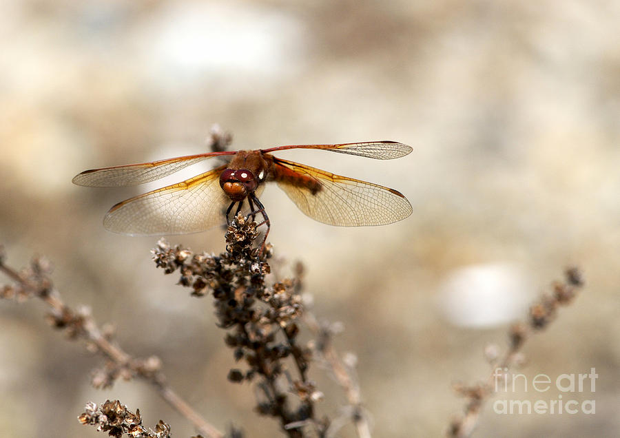 Dragonfly with sepia bokeh Photograph by Sharon Talson