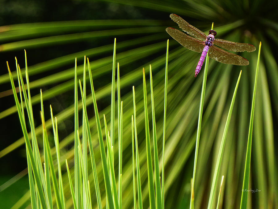 Dragonfly Photograph by Xueling Zou