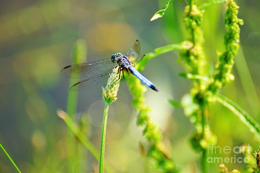 Dragonfly2 Photograph by Merle Grenz
