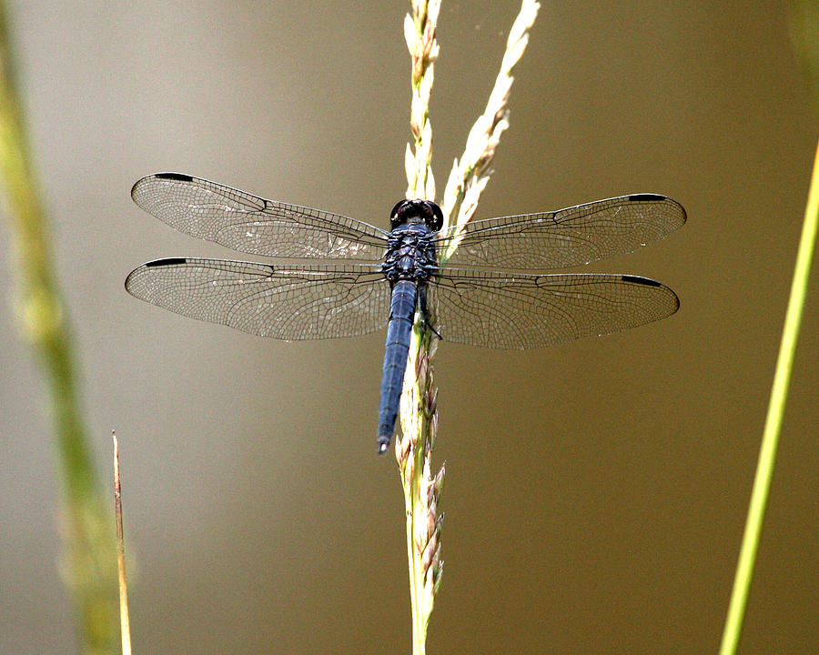 Dragonfly2 Photograph by Tali Stone