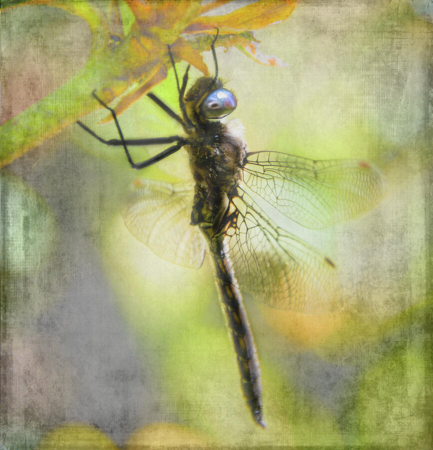 Dragonfly Resting - textured Photograph by Marilyn Wilson