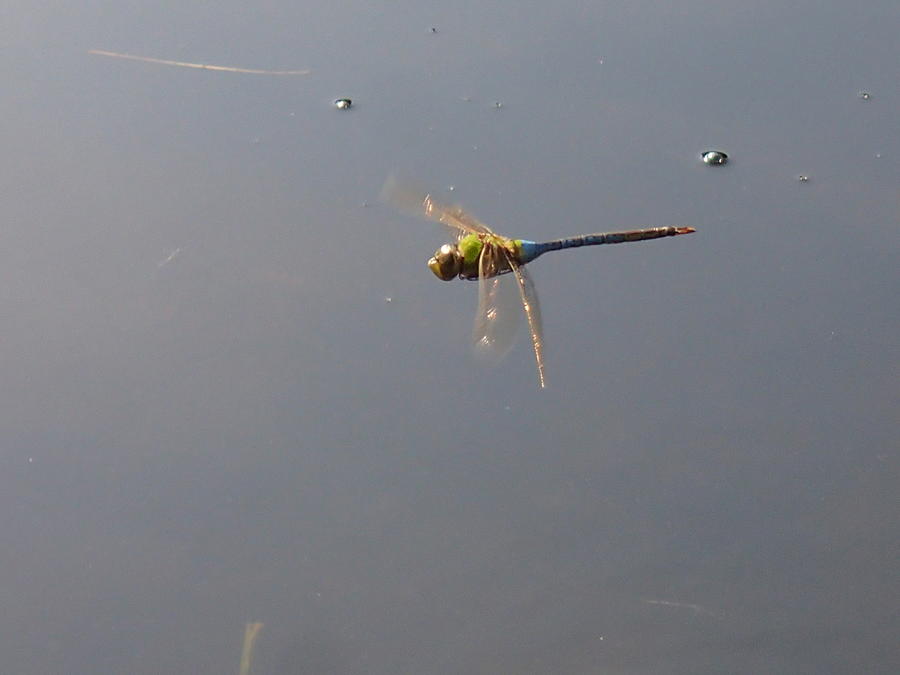 Dragonfly Photograph by Robert Nickologianis