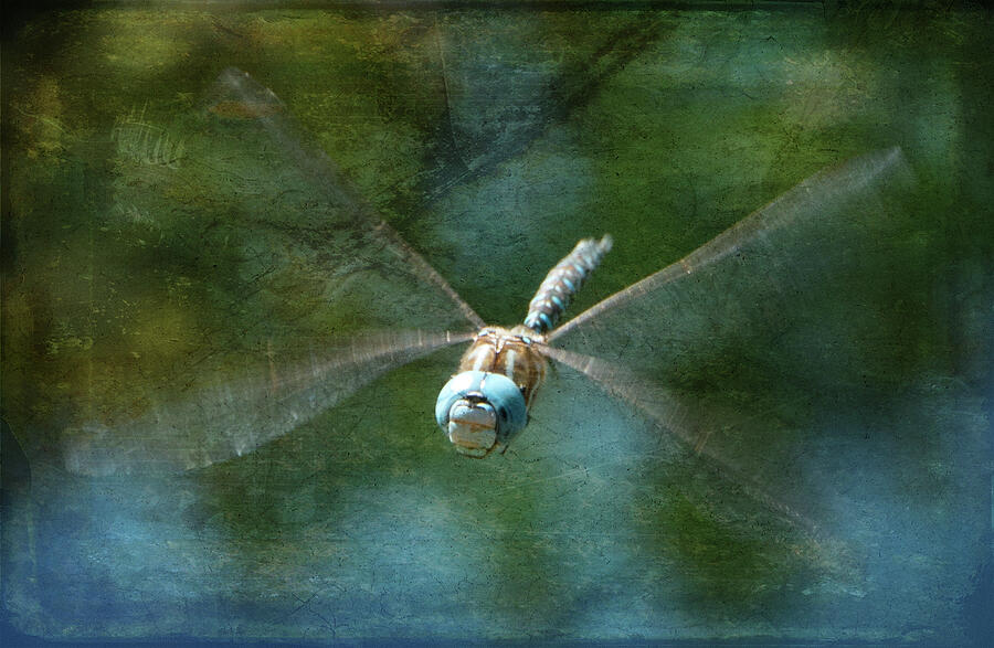 Dragonfly in Flight Photograph by Marilyn Wilson