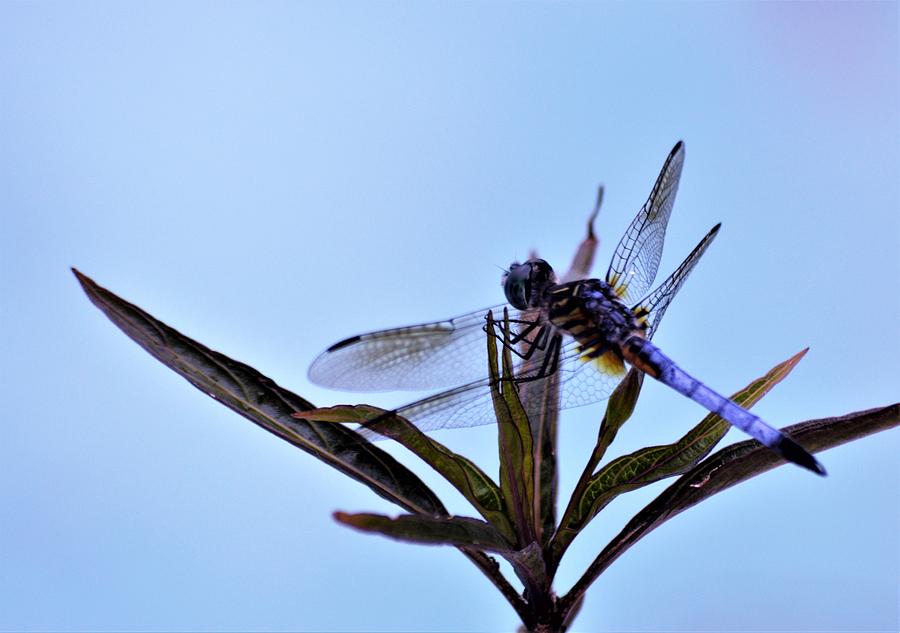 Dragonhunter Dragonfly 2  Photograph by Warren Thompson