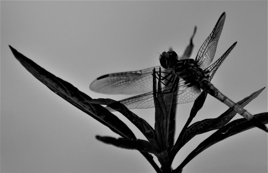 Dragonhunter Dragonfly in Black and White Photograph by Warren Thompson