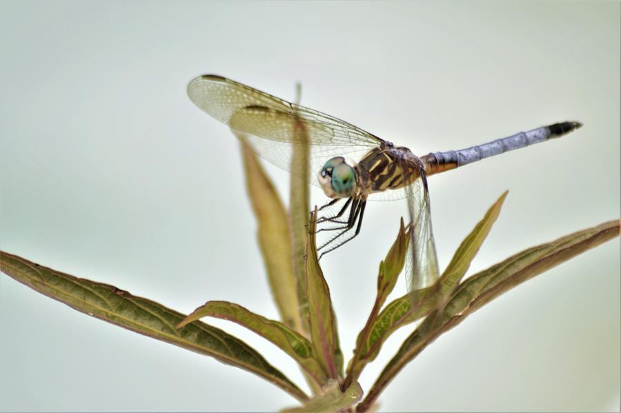 Dragonhunter Dragonfly Photograph by Warren Thompson