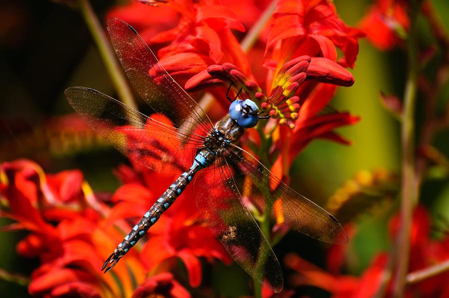 Dragonfly by Ken Foster Dragonfly by Ken Foster