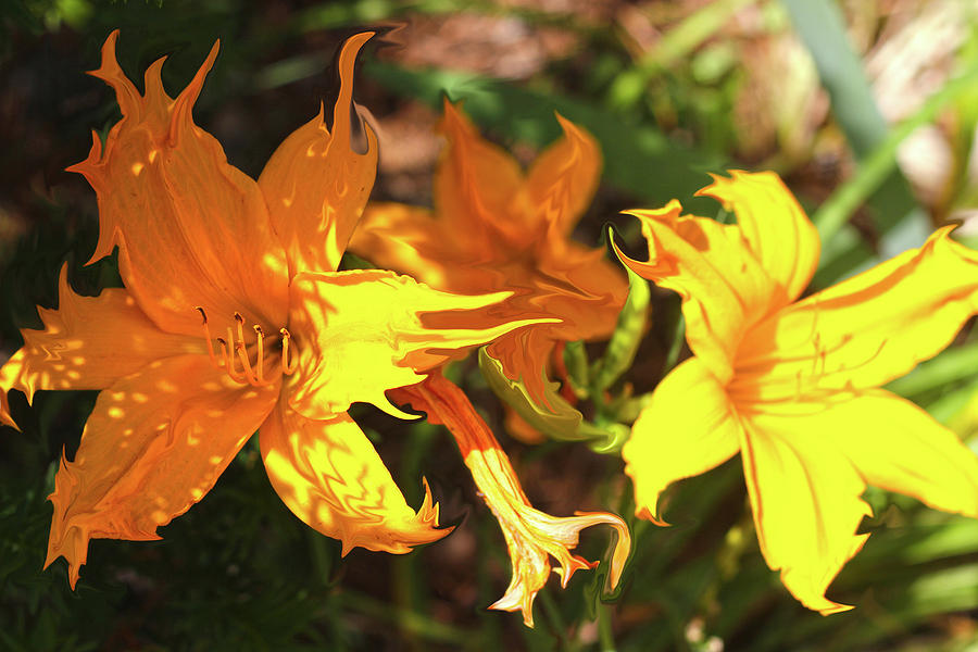 Dragons Breath Lilly Photograph By Jb Stran