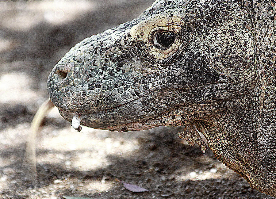Komodo Dragon Photograph - Dragons Tongue Flick by Miroslava Jurcik