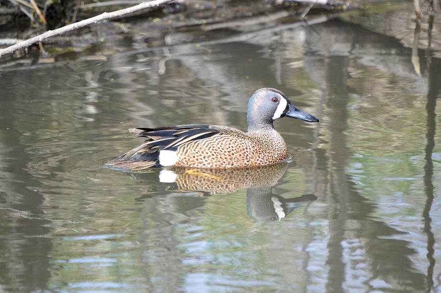 Drake Blue Wing Photograph by Bonfire Photography