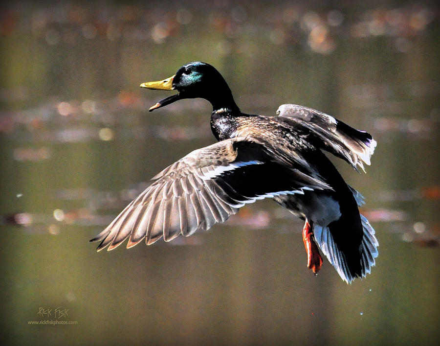 Drake Mallard Landing 2 Photograph By Rick Fisk