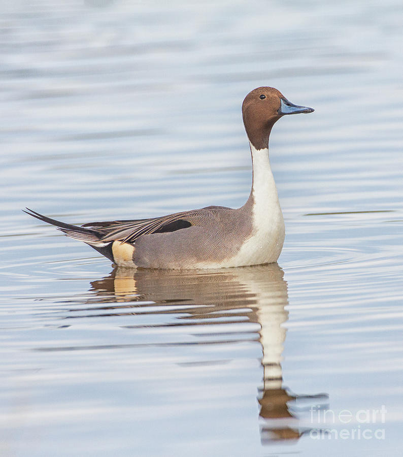 Drake pintail on pristine pond Photograph by Ruth Jolly