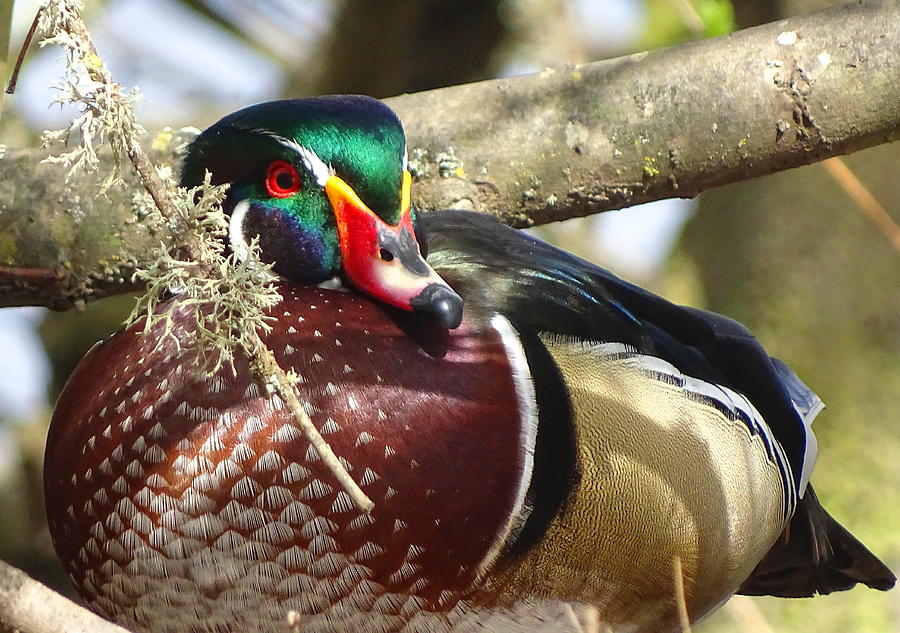 Drake Wood Duck Photograph By Amelia Emery