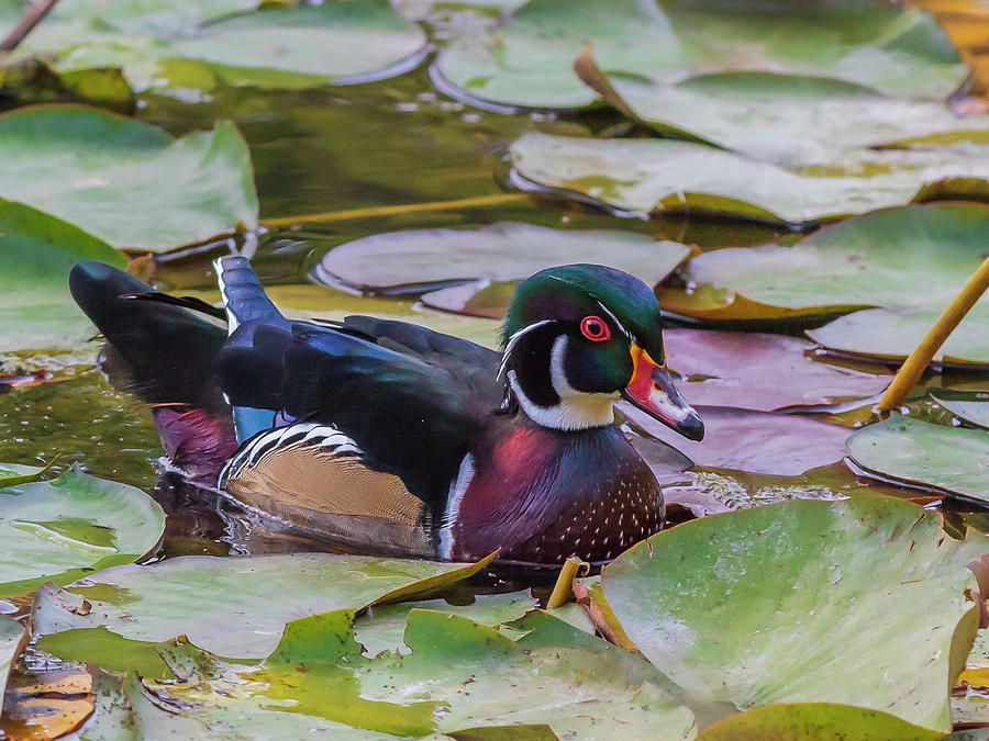 Drake Wood Duck Photograph by Mark Mille