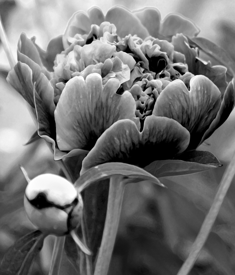 Flowers Still Life Photograph - Drama In The Garden by Angelina Tamez