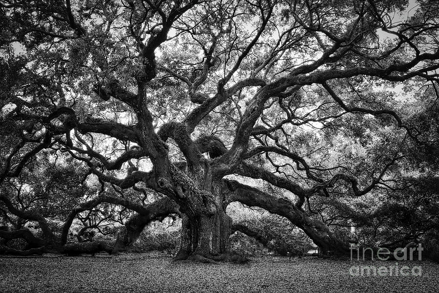 Angel Oak Photograph - Dramatic Angel Oak in Black and White by Carol Groenen