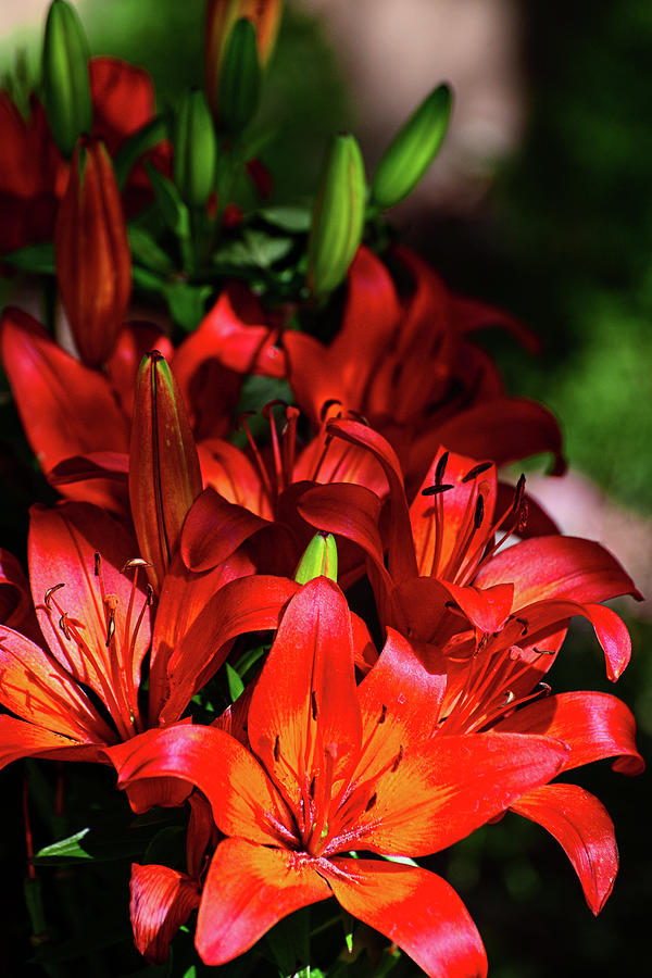 Dramatic Asiatic Lilies Photograph by Lynn Bauer