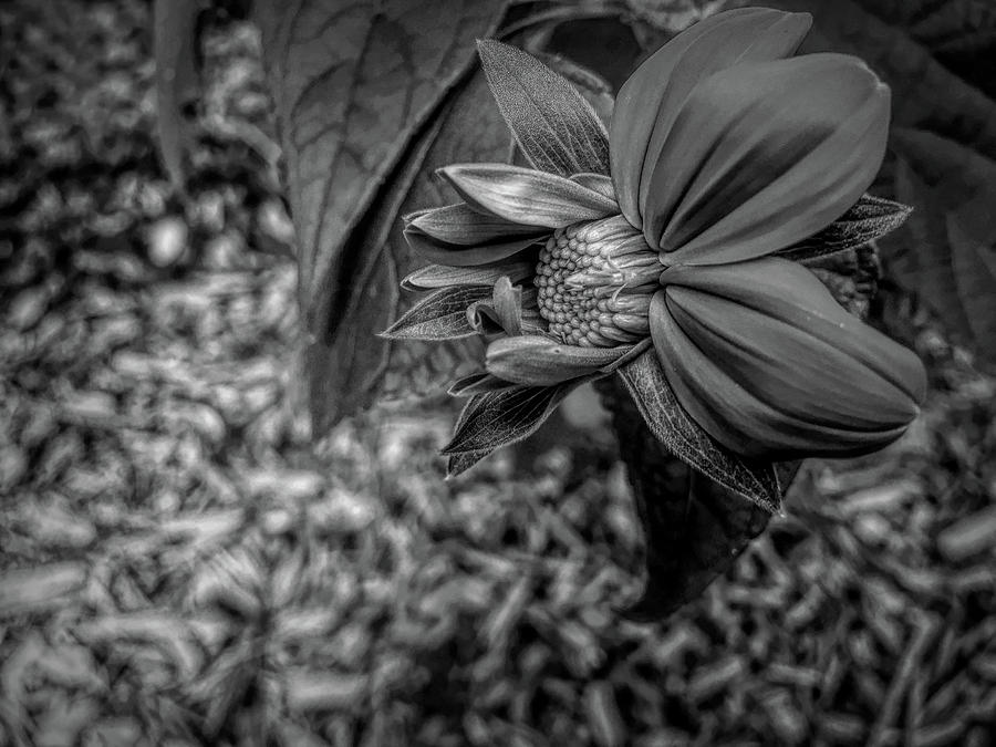 Dramatic Black and White Mexican Sunflower in Mid Bloom Photograph by Aimee L Maher ALM GALLERY