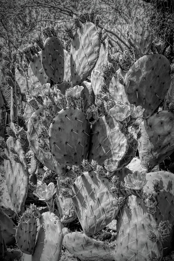 Dramatic Black and White Orange Blossom Cactus Photograph by Aimee L Maher ALM GALLERY
