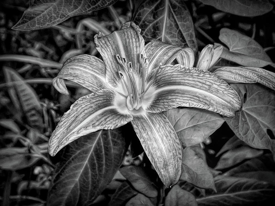 Dramatic Black and White Orange Lily Photograph by Aimee L Maher ALM GALLERY