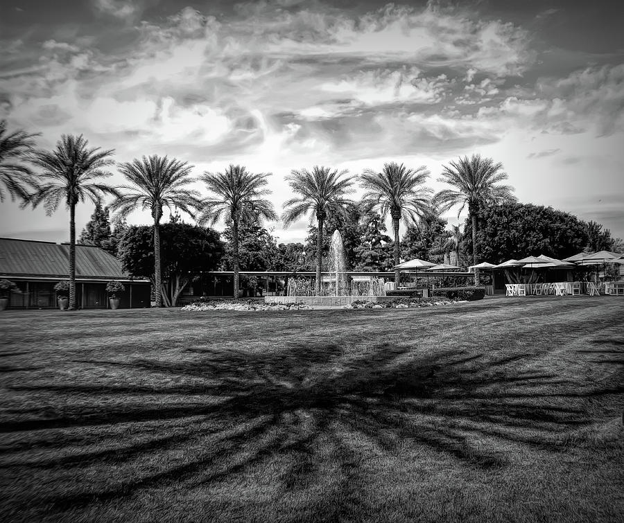 Dramatic Black And White Palm Trees And Shadows Photograph