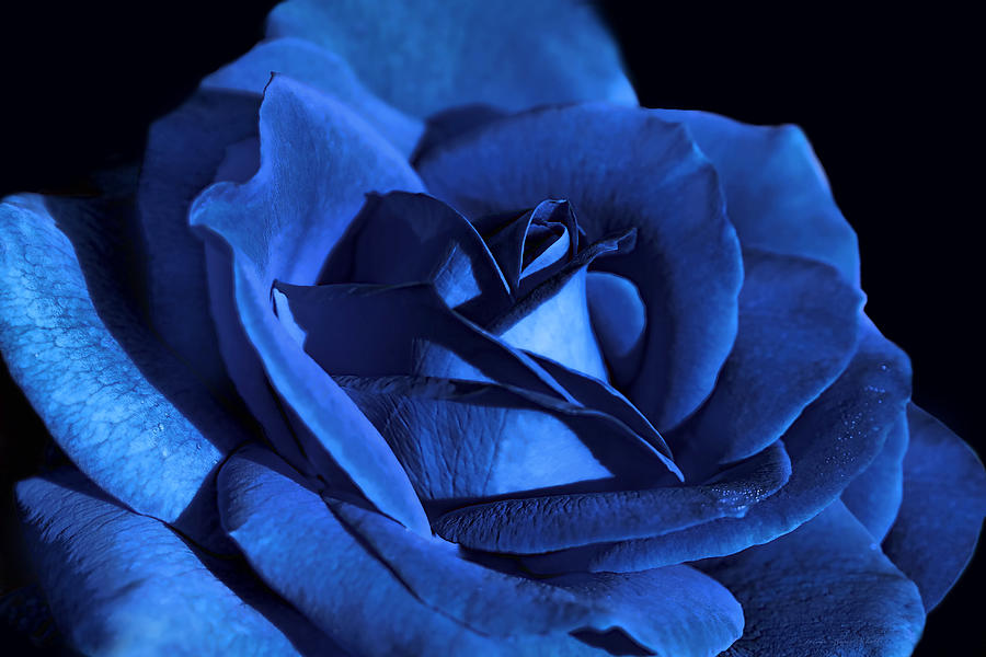 Abstract Photograph - Dramatic Blue Velvet Rose Flower by Jennie Marie Schell